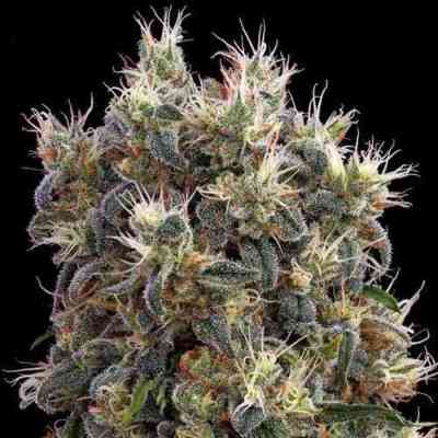 The Church > Green House Seed Company | Feminized Marijuana   |  hybrid